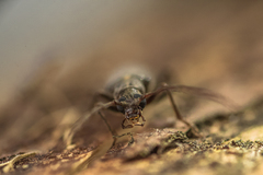 Calopus serraticornis