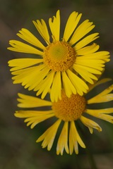 Helenium drummondii