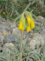 Onosma erecta erecta