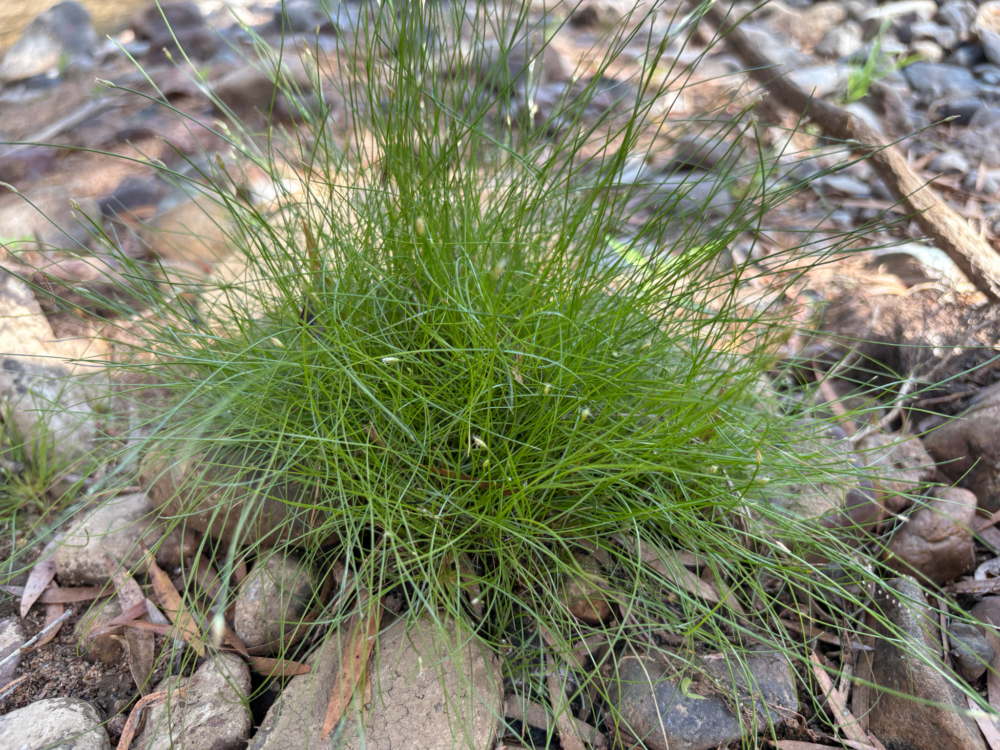 Fimbristylis acicularis