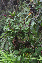 Centropogon brittonianus