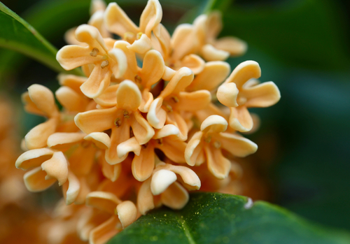 Osmanthus fragrans iNat (1)