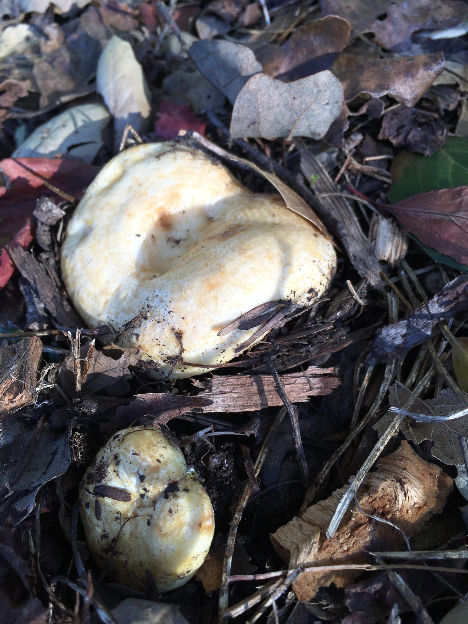 Lactarius alnicola image