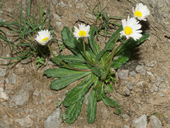 Bellis longifolia