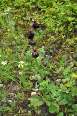 Ophrys sphegodes spruneri