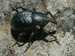 Liparus tenebrioides