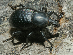 Liparus tenebrioides