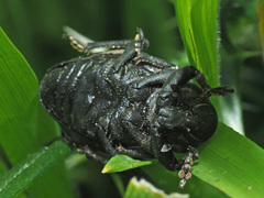 Liparus tenebrioides