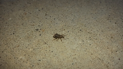 Listroderes apicalis