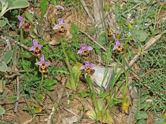 Ophrys fuciflora maxima