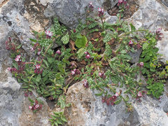 Anchusa variegata
