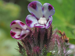 Anchusa variegata