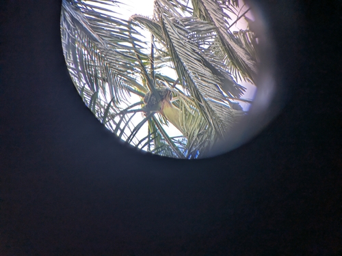 Coastal Carpet Python sighting