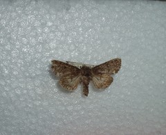 Melanchra pulverulenta