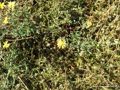 Senecio gallicus