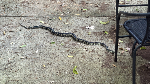 Jungle Carpet Python sighting