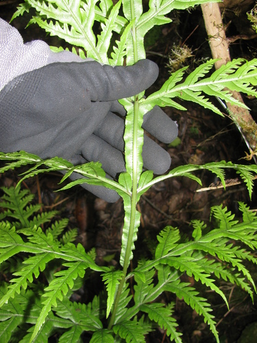 Pteris irregularis
