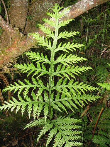 Pteris irregularis