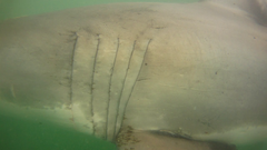 Carcharodon carcharias