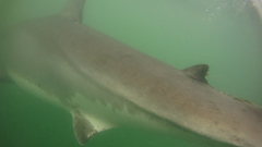 Carcharodon carcharias