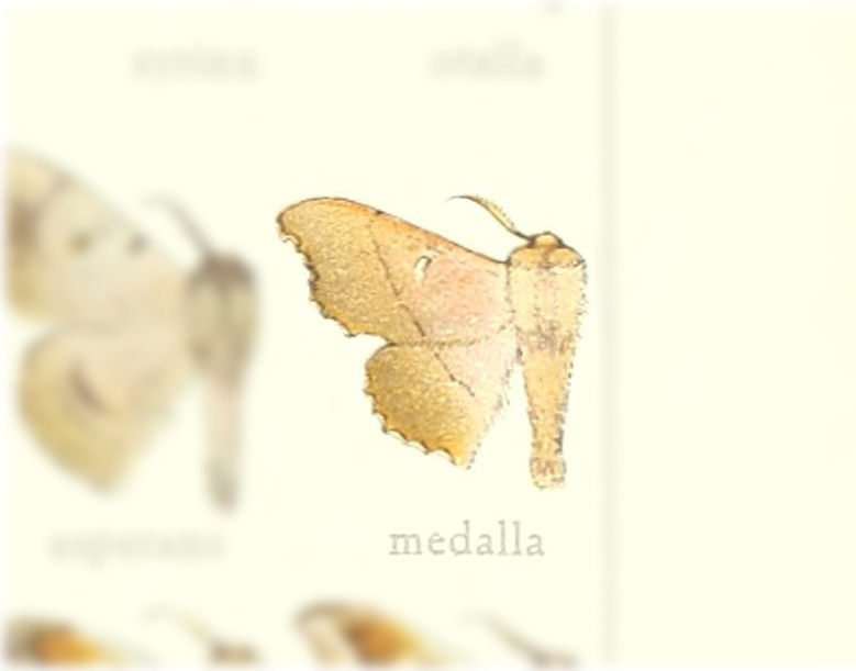 Lacosoma medalla