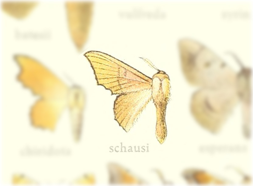 Lacosoma schausi