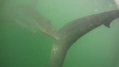 Carcharodon carcharias