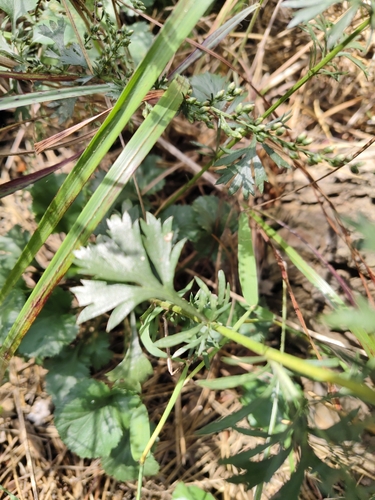 Artemisia eriopoda iNat (3)