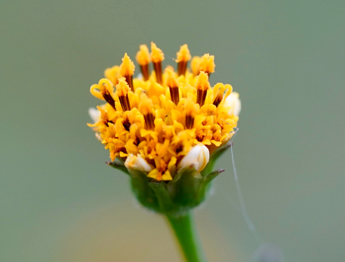 Hairy Beggarticks