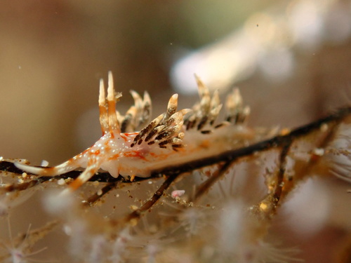 Facelinella semidecora, 2025-10-19