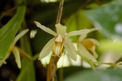 Coelogyne trinervis