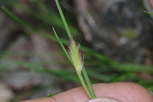 Amphipogon debilis observed 2025-10-05
