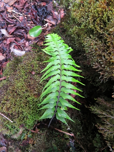 Asplenium contiguum var. contiguum