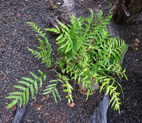 Asplenium kaulfussii