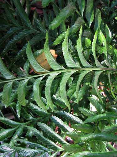 Asplenium kaulfussii