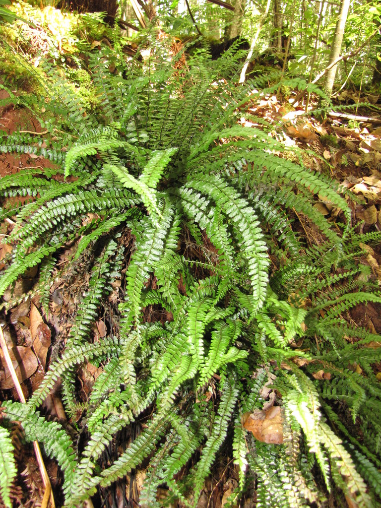 Asplenium macraei
