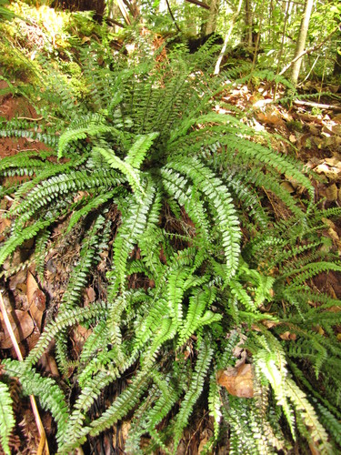 Asplenium macraei