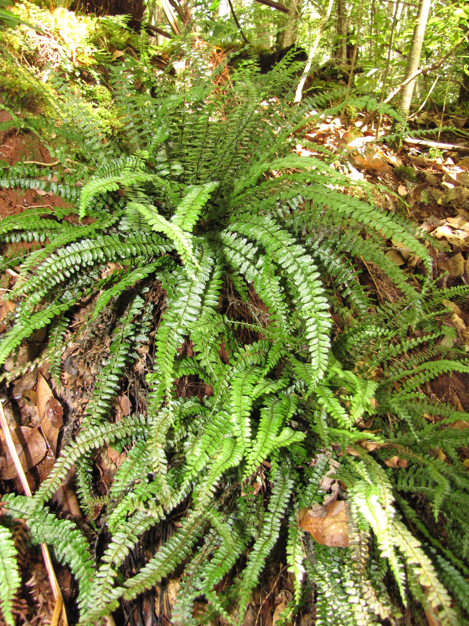 Asplenium macraei
