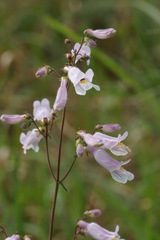 Penstemon laxiflorus