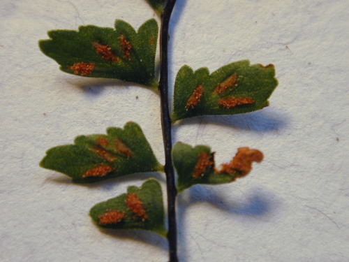 Asplenium macraei