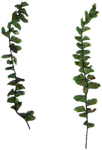Asplenium macraei