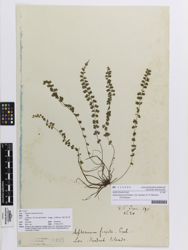 Asplenium peruvianum var. insulare