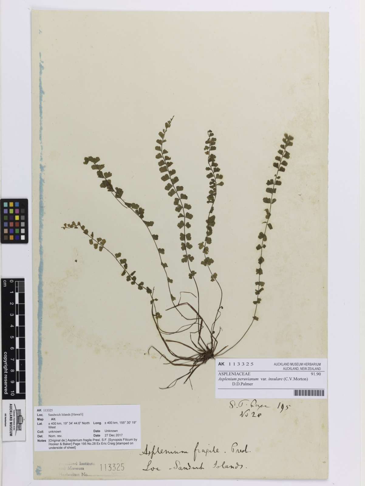 Asplenium peruvianum var. insulare