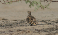 Pterocles lichtensteinii