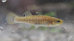 Fundulus confluentus