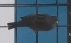 Passer domesticus