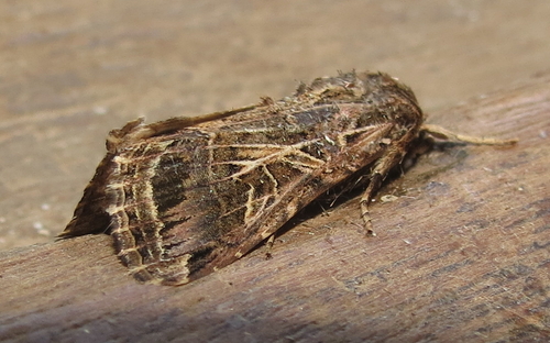 Mediterranean Brocade