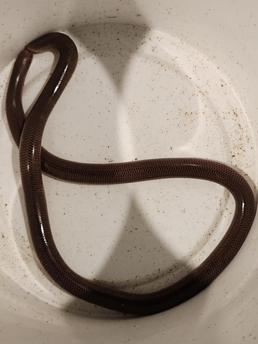 Blackish Blind Snake sighting
