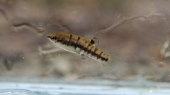 Heterandria formosa
