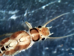 Sweltsa